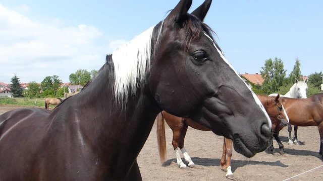 Horses in a stud and paddock