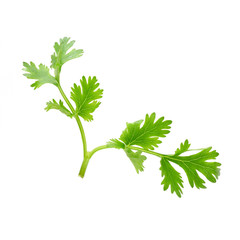 Coriander sprig isolated on white background (Vegetable)