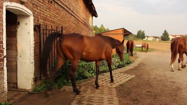 Horses in a stud and paddock