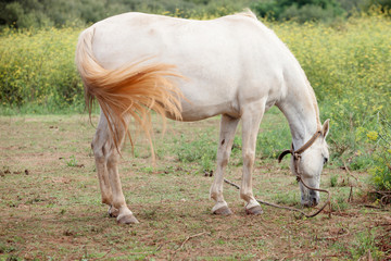 Obraz na płótnie Canvas White horse in the meadow grazing