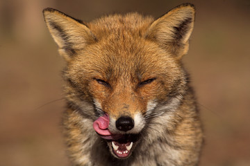 Fototapeta na wymiar Red fox portrait