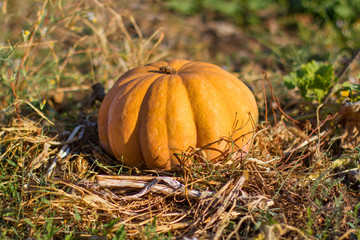 Pumpkin in the garden