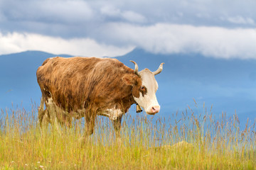 Cow in mountain against cloudy sky