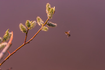 Пчела и ветка вербы