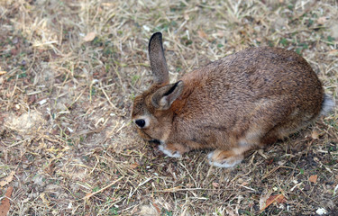 rabbit with long ears and a shiny coat