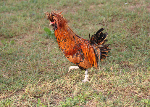 big Rooster with the tuft of feathers over the crest