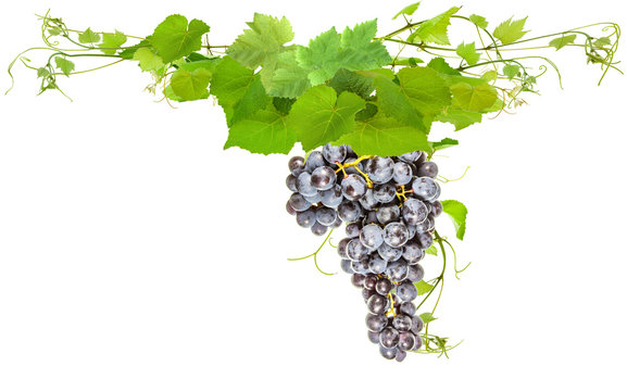 vigne et grappe de raisin muscat sur fond blanc
