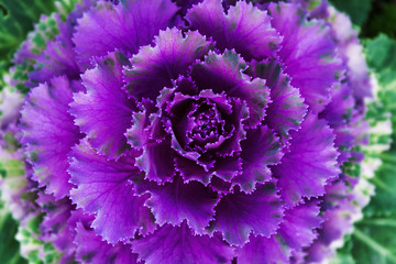 Obraz premium Flowers in the garden in the late afternoon