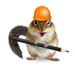 Funny architect chipmunk with pencil and hard hat on white - obrazy, fototapety, plakaty