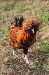 Rooster with the tuft of feathers over the crest