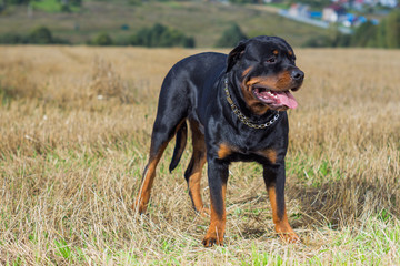  Rottweiler
