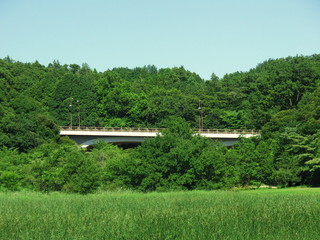 橋のある初夏の林風景