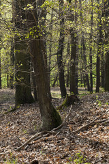 The hornbeam forest