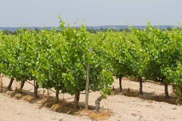 Fototapeta na wymiar vineyard in spring in Portugal