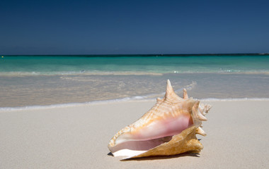 Conch at Anguilla Island, English Caribbean Island