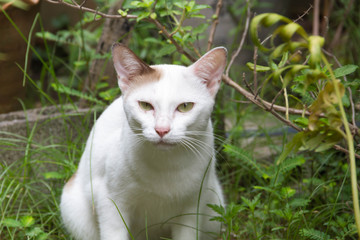 Naklejka na ściany i meble The white cat in the garden looking in you