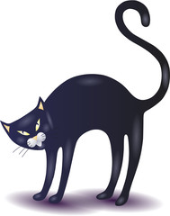 Black cat