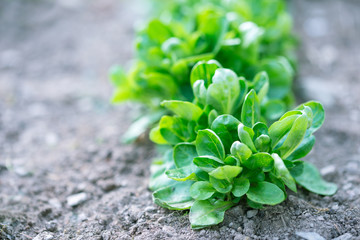 Frischer  Feldsalat 
