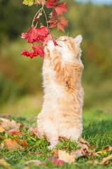 Crédence de cuisine en verre imprimé Chat Little red cat playing with berries in autumn