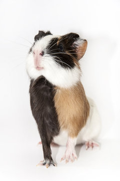 Adorable baby guinea pig posing over white