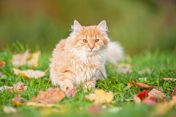 Little cat sitting in the leaves in autumn