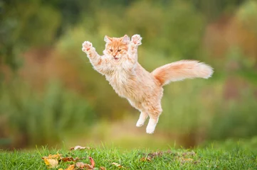 Fotobehang Kat Grappige rode kat die in de herfst in de lucht vliegt