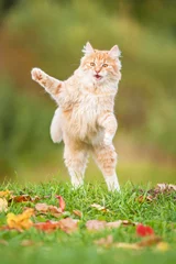 Stickers pour porte Chat Little funny cat playing outdoors in autumn