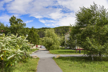 Weeping willow.