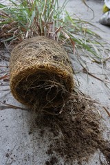 root of lemongrass