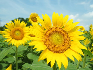 Fototapeta premium 青空と向日葵