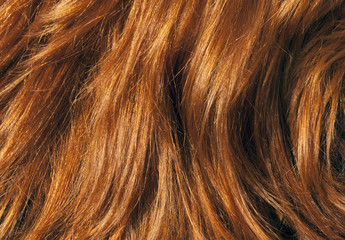  Red hair texture under sunlight.
