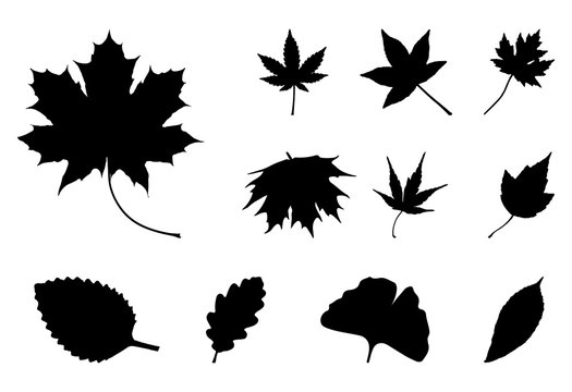 Set of Autumn leaf silhouettes, symbol, icon. Vector illustration isolated on white background.