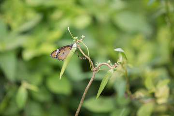 Butterfly on green grass