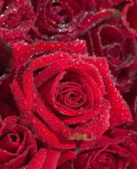 Beautiful red rose with small dew drops. Close-up