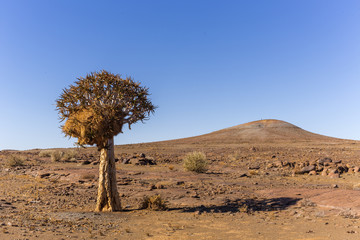 Socialble Weaver Nest in Quiver Tree
