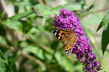 painted lady butterfly on summer lilac