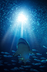 shark underwater seen from below against bright lights