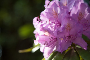 Rhododendren Blüte in Lila.