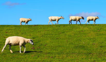 Obraz na płótnie Canvas Wanderung der Schafe