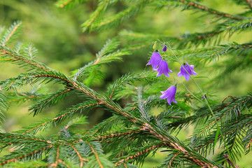 Campanula (bellflower) wild