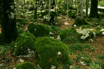 Biogradska Gora National Park, Montenegro. Autumn forest