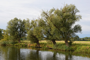 Fototapeta na wymiar Havel river landscape with willow tree and meadows