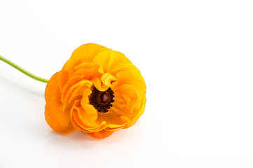 Oranje Peony Rose