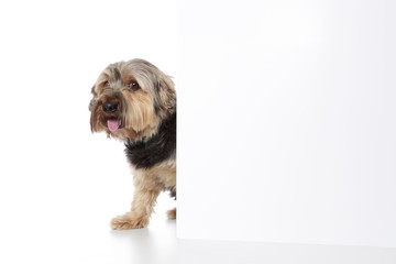 chien Yorkshire derrière panneau porte 