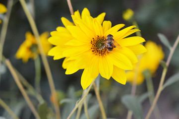 bee collects nectar on a yellow flower