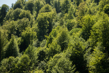 Summer forest under the sun
