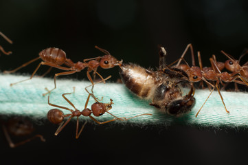 red ant