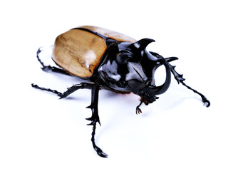 Rhinoceros beetle, Rhino beetle, Hercules beetle, Unicorn beetle