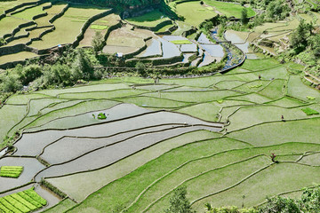 rice paddy terrace fields  Philippines