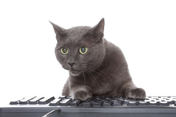 chat gris pattes sur clavier ordinateur 